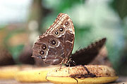 Picture 'Cr1_11_29 Butterfly, Costa Rica'